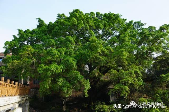 安远三百山风景名胜区（走遍江西100县安远）(12)