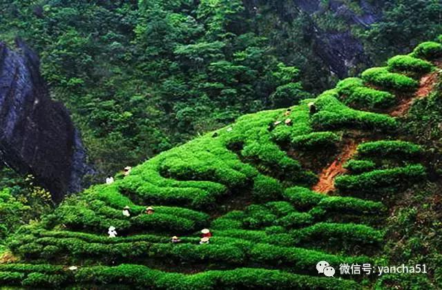 好茶分享与推荐（爱茶好晒）(6)