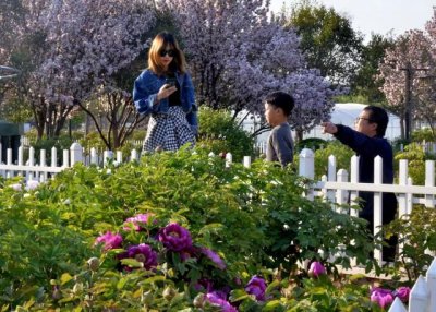 ​菏泽牡丹园游玩攻略路线（曹州牡丹园正式开园迎客）