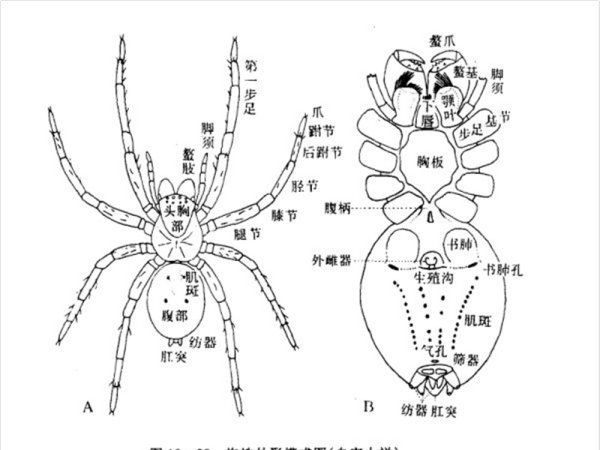 蜘蛛从哪里吐丝出来,蜘蛛的丝是蜘蛛从嘴里吐出来的这种说法是什么的图6