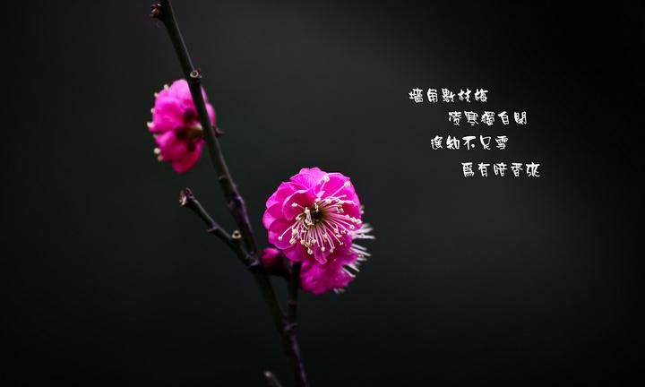 驿寄梅花什么典故