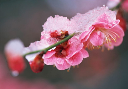 寄梅花的寓意,驿寄梅花,鱼传尺素的素是什么意思图5