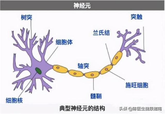 吃甲钴胺片多久能恢复正常（甲钴胺片是营养神经的扛把子）(2)