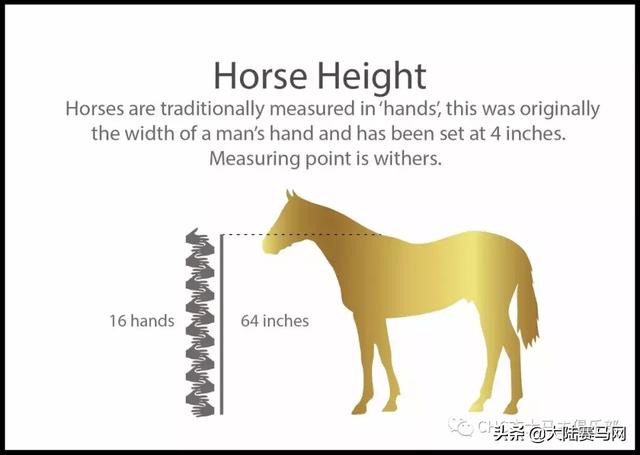 纯血相结合的马（10张图10组数字带你了解纯血马）(3)