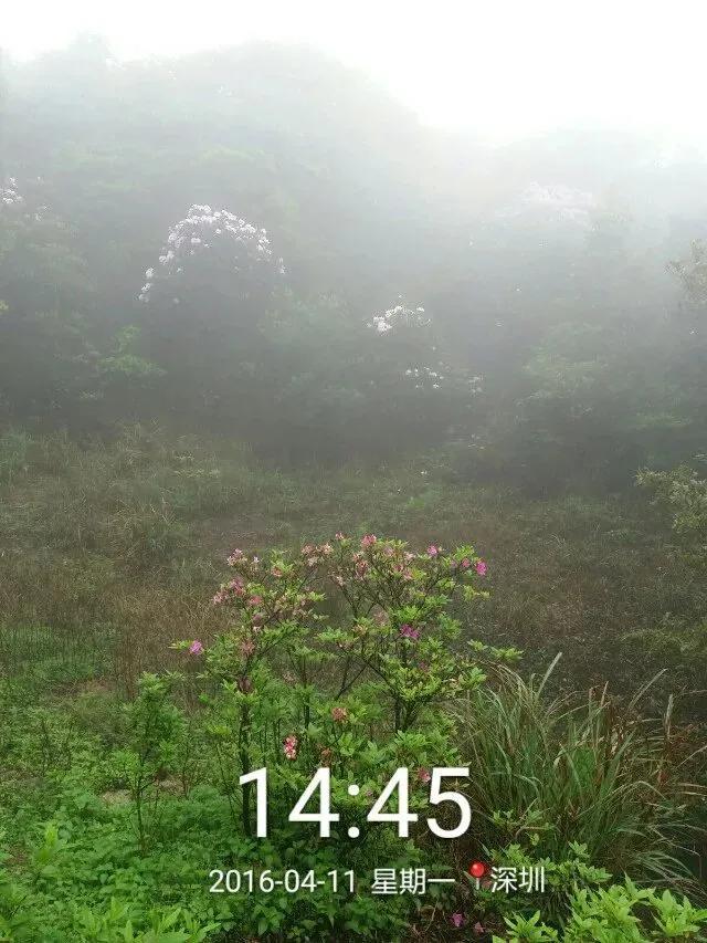 深圳第一高峰梧桐山攻略（我的8次深圳梧桐山之行）(86)