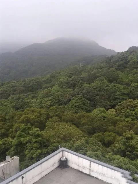 深圳第一高峰梧桐山攻略（我的8次深圳梧桐山之行）(10)