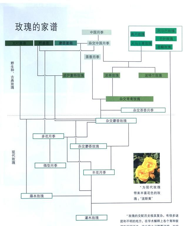 玫瑰和月季的区别，红玫瑰和红月季的区别？图28