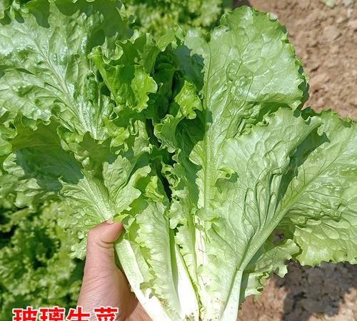 球生菜和生菜哪个好吃