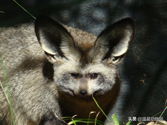 身上有九尾狐的特征（耳廓狐是唯一有大耳朵的狐狸）(2)