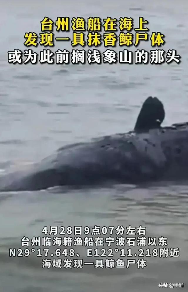 浙江搁浅抹香鲸最新情况（死亡抹香鲸现身宁波）(11)