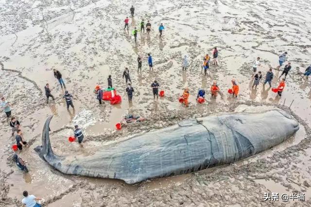 浙江搁浅抹香鲸最新情况（死亡抹香鲸现身宁波）(2)