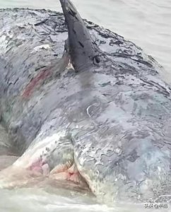 ​浙江搁浅抹香鲸最新情况（死亡抹香鲸现身宁波）