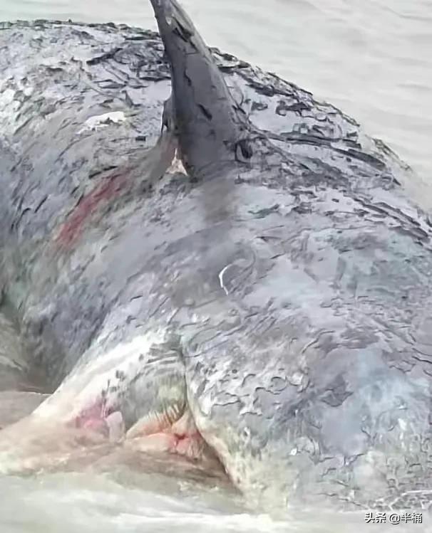 浙江搁浅抹香鲸最新情况（死亡抹香鲸现身宁波）(1)