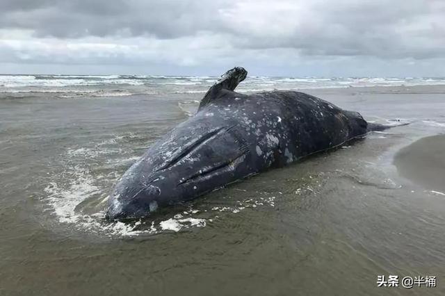 浙江搁浅抹香鲸最新情况（死亡抹香鲸现身宁波）(9)