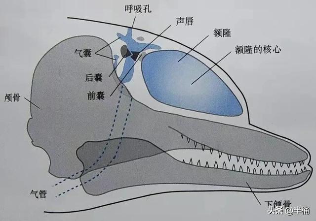 浙江搁浅抹香鲸最新情况（死亡抹香鲸现身宁波）(4)