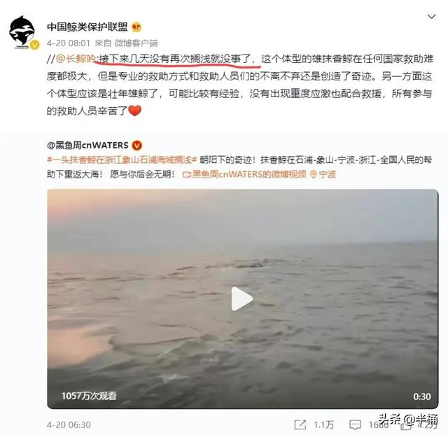 浙江搁浅抹香鲸最新情况（死亡抹香鲸现身宁波）(3)