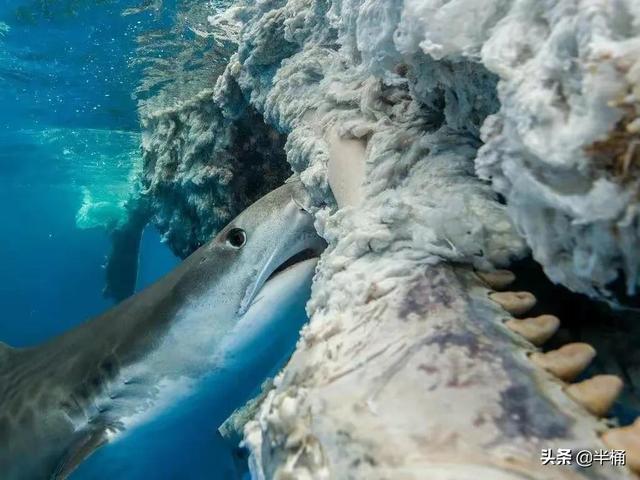 浙江搁浅抹香鲸最新情况（死亡抹香鲸现身宁波）(12)