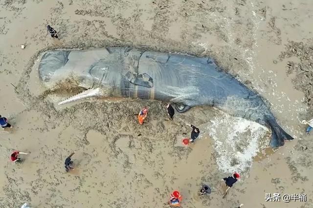 浙江搁浅抹香鲸最新情况（死亡抹香鲸现身宁波）(5)