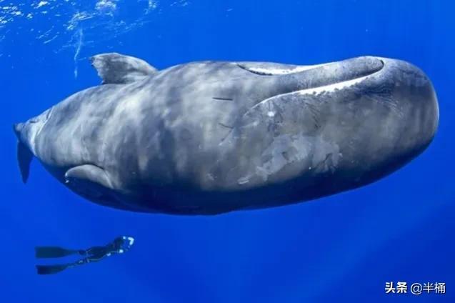 浙江搁浅抹香鲸最新情况（死亡抹香鲸现身宁波）(17)