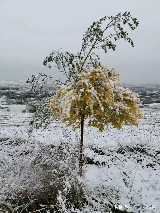 甘肃积雪大雪（甘肃5月突降大雪）(54)