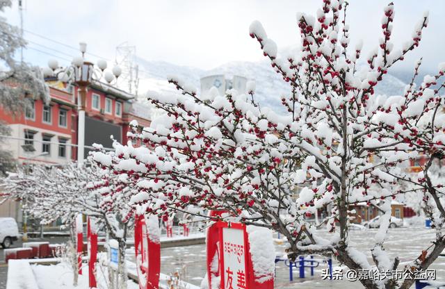 甘肃积雪大雪（甘肃5月突降大雪）(34)