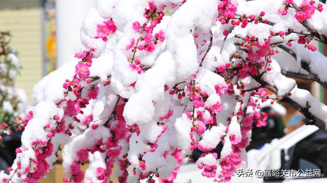 甘肃积雪大雪（甘肃5月突降大雪）(48)