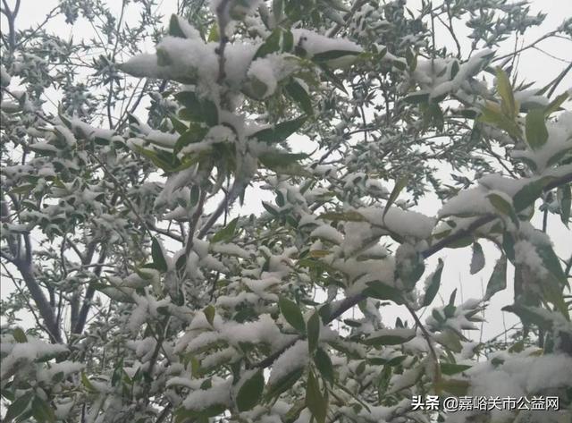 甘肃积雪大雪（甘肃5月突降大雪）(50)