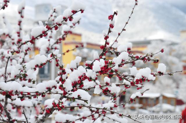 甘肃积雪大雪（甘肃5月突降大雪）(42)