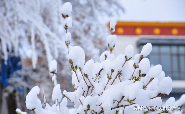 甘肃积雪大雪（甘肃5月突降大雪）(40)