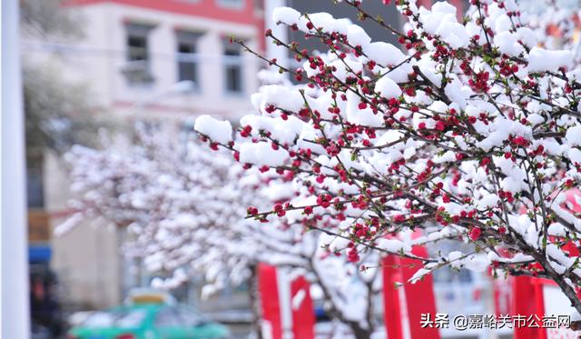 甘肃积雪大雪（甘肃5月突降大雪）(44)