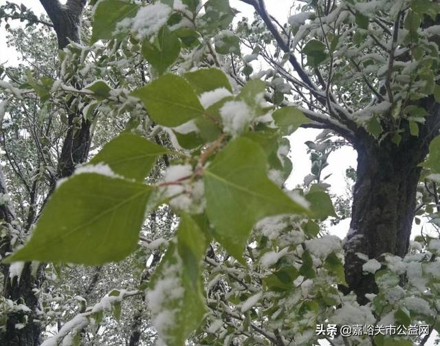 甘肃积雪大雪（甘肃5月突降大雪）(51)