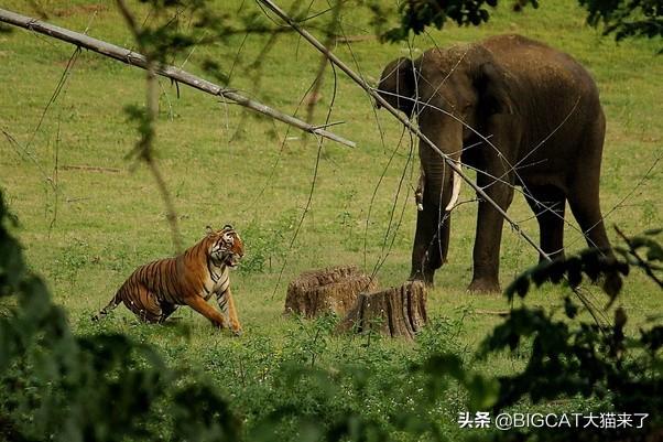 凶猛大猫东北虎（世界最大猫科动物东北虎）(4)