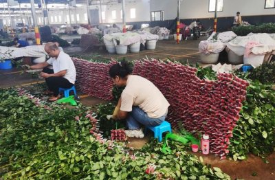 ​昆明每日鲜花批发价格（鲜花价格行情全线上涨）