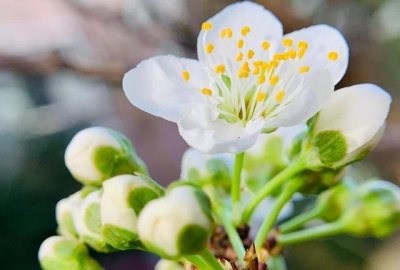 ​一枝梨花压海棠，一枝梨花压海棠有动作戏吗？