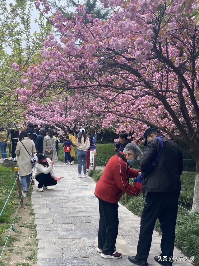 西安的青龙寺樱花几月开（玩转西安青龙寺樱花之约）(5)