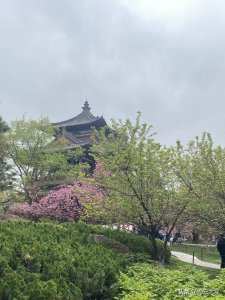 ​西安的青龙寺樱花几月开（玩转西安青龙寺樱花之约）