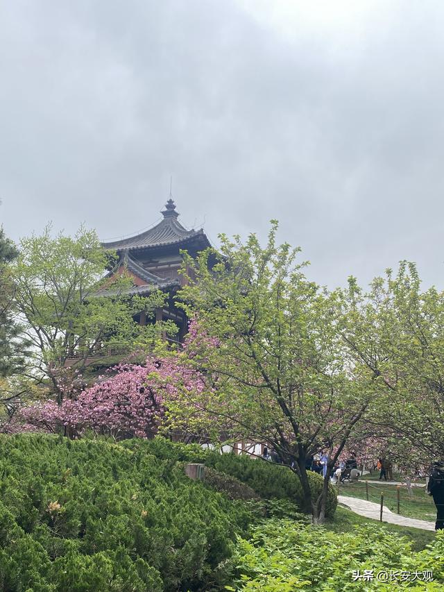 西安的青龙寺樱花几月开（玩转西安青龙寺樱花之约）(1)