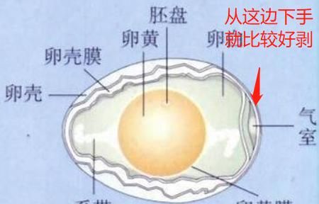 煮鸡蛋几分钟，煮鸡蛋要几分钟可以出锅？图8