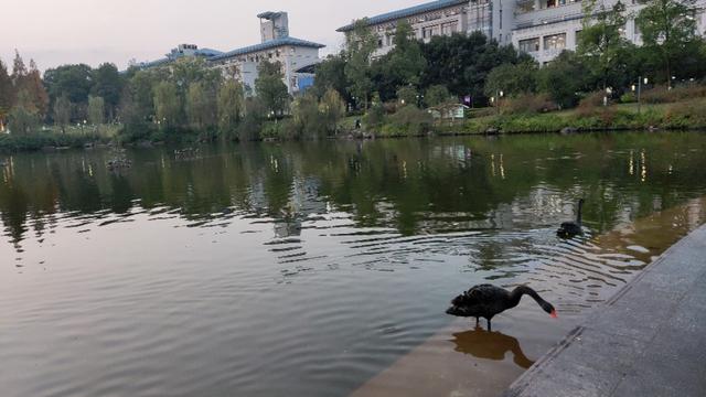 重庆大学虎溪校区全貌（重庆大学虎溪大学城校区）(3)