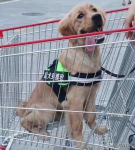 ​广州金毛犬之家犬舍（广州天河区千元寻找金毛犬）