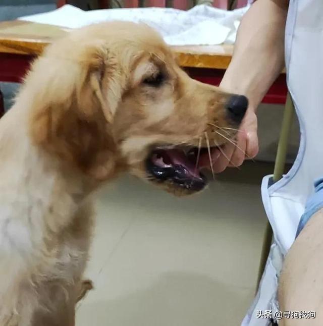 广州金毛犬之家犬舍（广州天河区千元寻找金毛犬）(4)