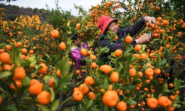 蜜橘主要产地是哪里