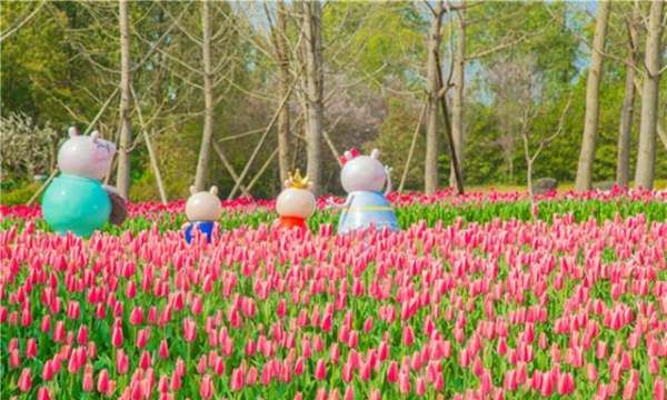 长寿郁金香花海在哪里,渭南周边看花好去处自驾游图3