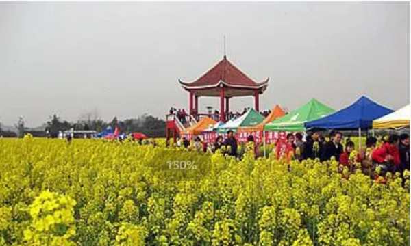 长寿郁金香花海在哪里,渭南周边看花好去处自驾游图10