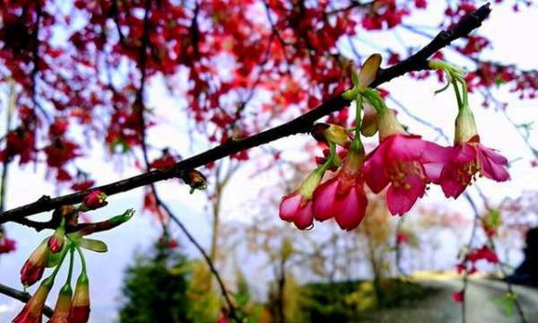 长寿郁金香花海在哪里,渭南周边看花好去处自驾游图4