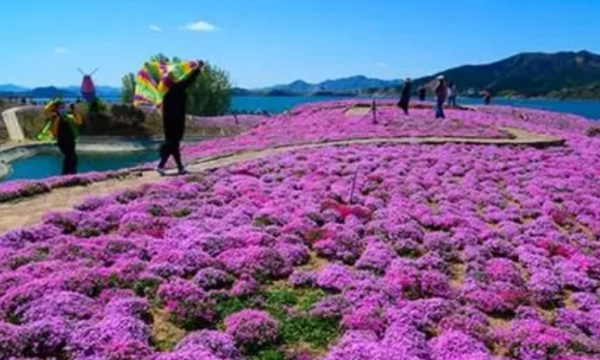 长寿郁金香花海在哪里,渭南周边看花好去处自驾游图13