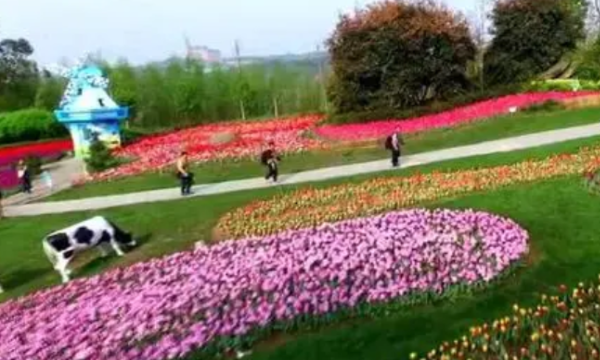 长寿郁金香花海在哪里,渭南周边看花好去处自驾游图11