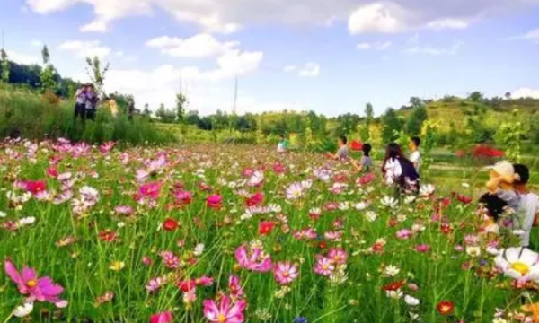 长寿郁金香花海在哪里,渭南周边看花好去处自驾游图14