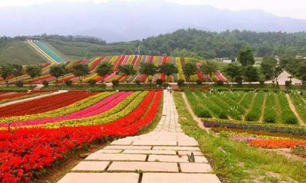 长寿郁金香花海在哪里,渭南周边看花好去处自驾游图2