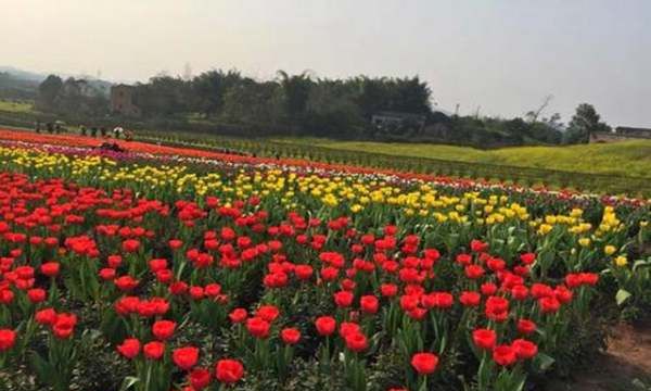 长寿郁金香花海在哪里,渭南周边看花好去处自驾游图5